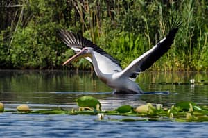 Danube Delta